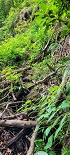 Plants: image 33 Of 208 Thumb